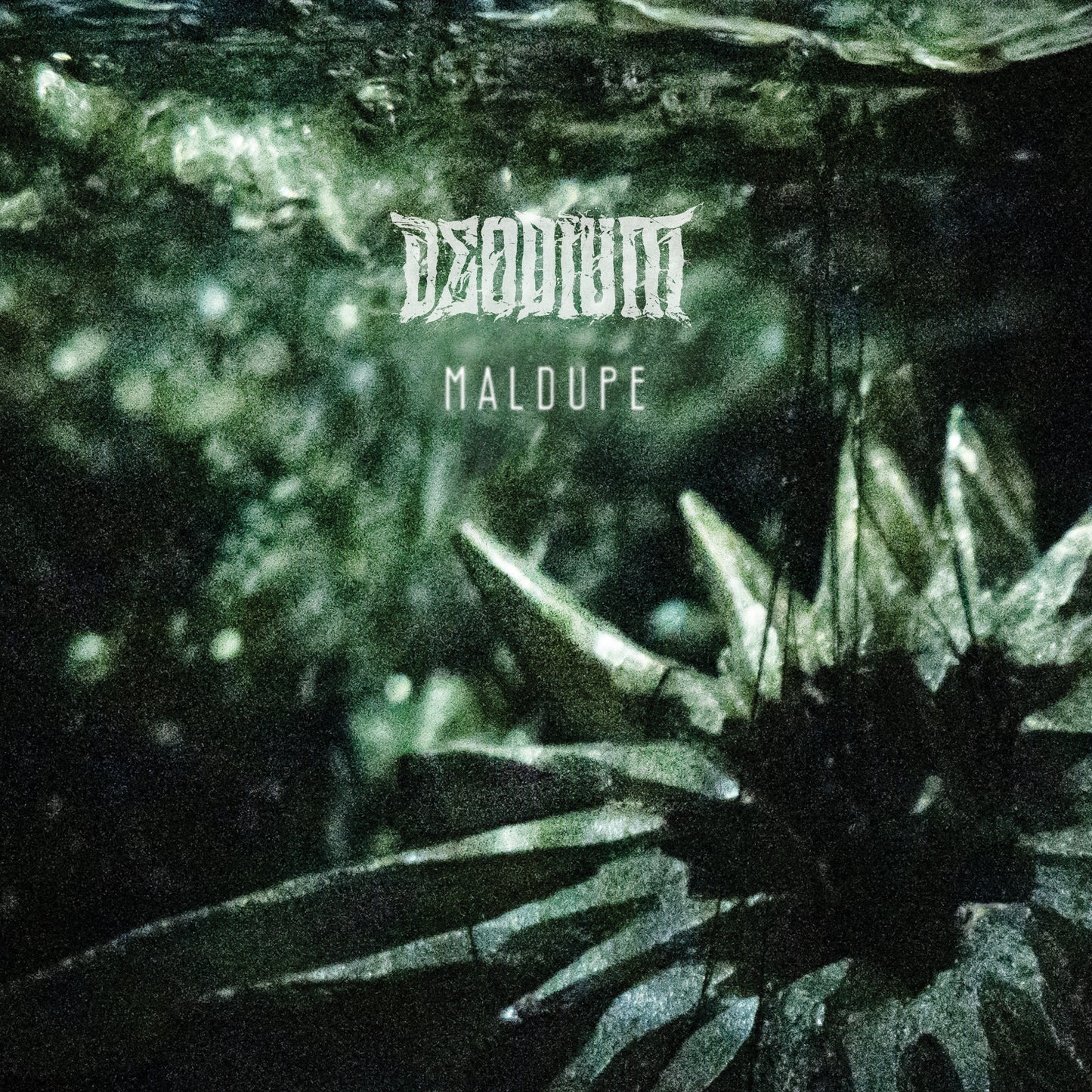 CD (2023) Maldupe album